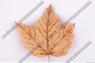Photo Texture of Leaf 0032
